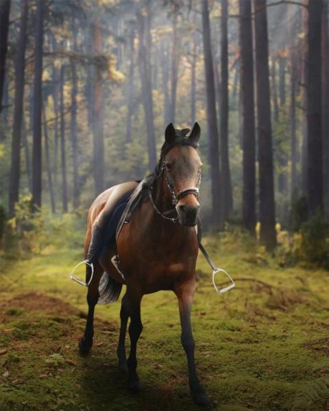 Horse Creative Instagram Viral Background Download HD