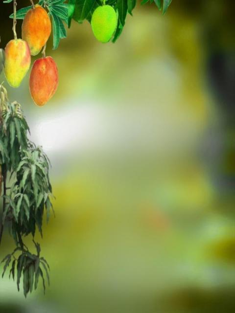 Mango summer Full HD Photo Editing Background Free
